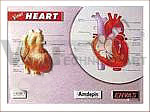 3D Raised Relief Anatomical Medical Charts Posters With Custom Designs